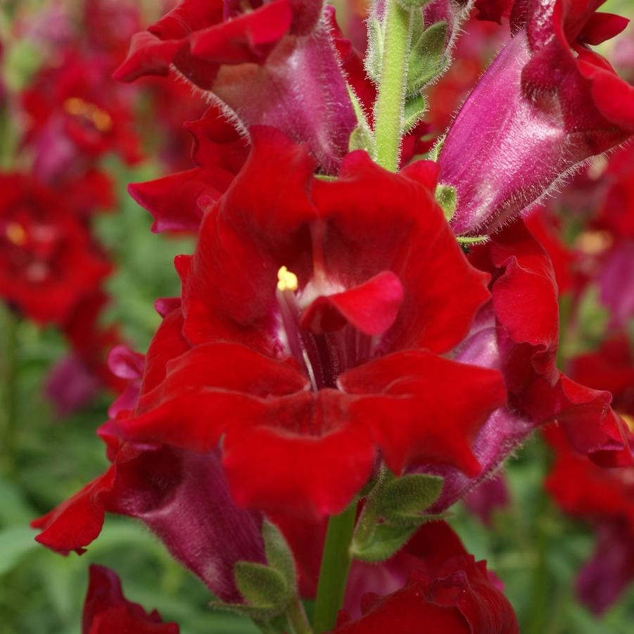 Antirrhinum majus DoubleShot Crimson Red