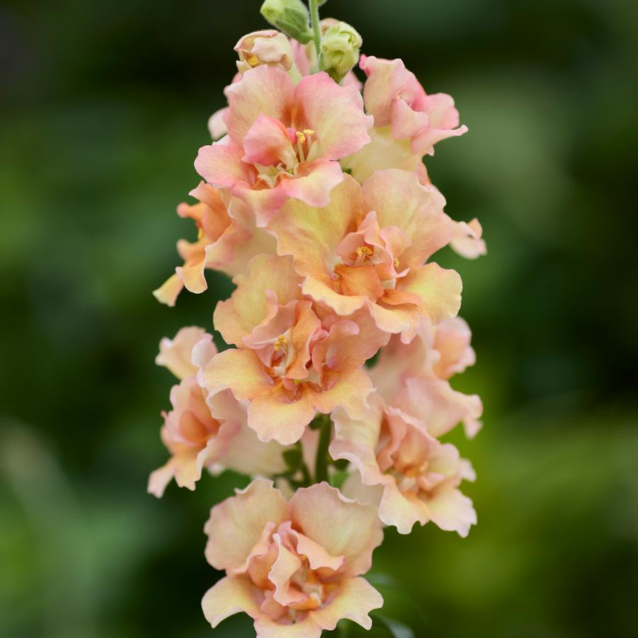 Antirrhinum majus DoubleShot Peach
