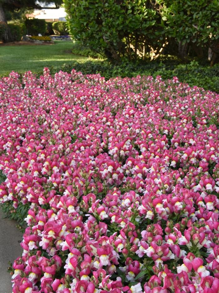 Antirrhinum majus Snapshot&trade; Coral Bicolor