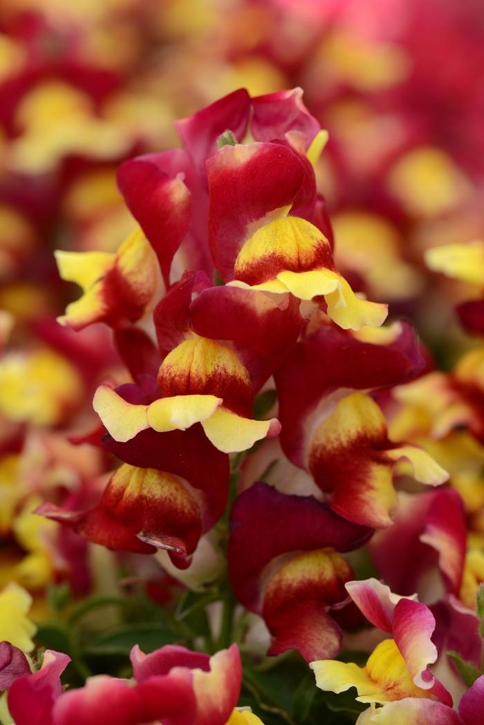 Antirrhinum majus Snapshot&trade; Red Bicolor