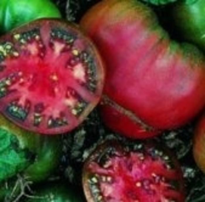 Solanum lycopersicon Black Krim