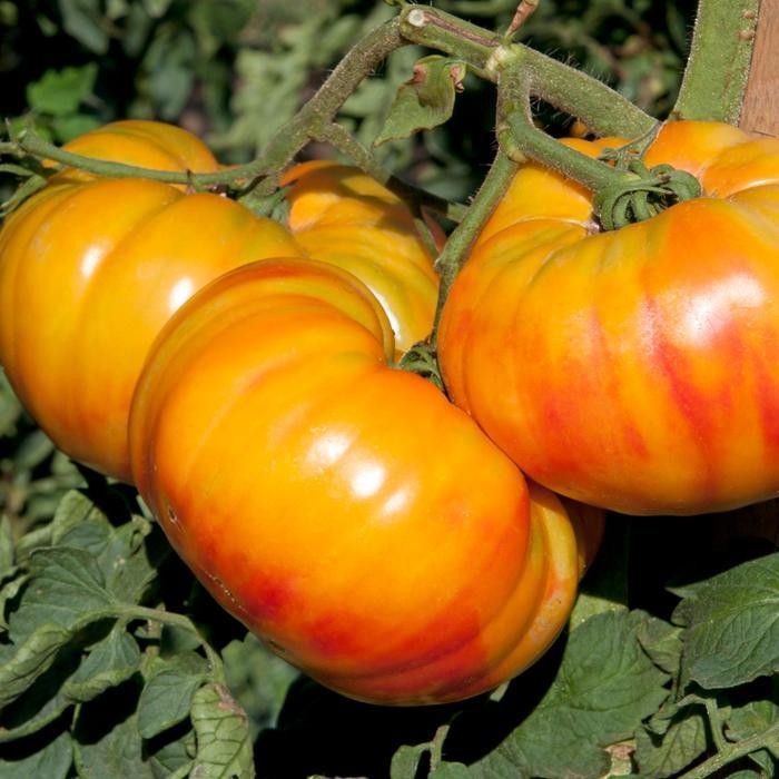 Solanum lycopersicon Buffalosun