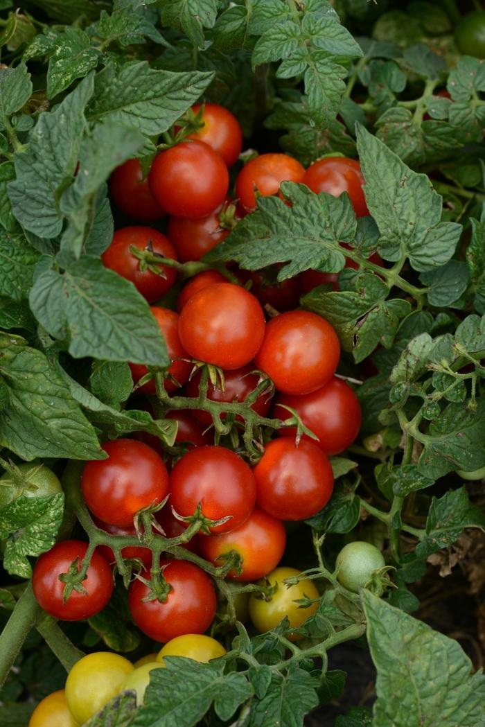 Solanum lycopersicon Little Bing
