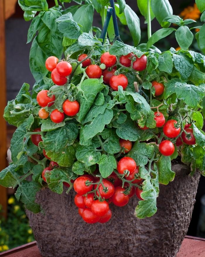 Solanum lycopersicon Little Birdy Red Robin