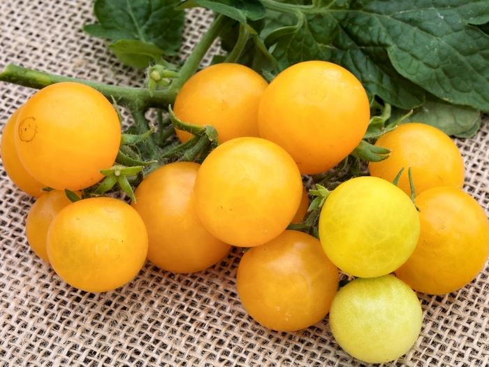 Solanum lycopersicon Little Birdy Yellow Canary