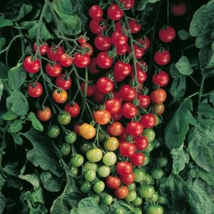 Solanum lycopersicon Super Sweet 100