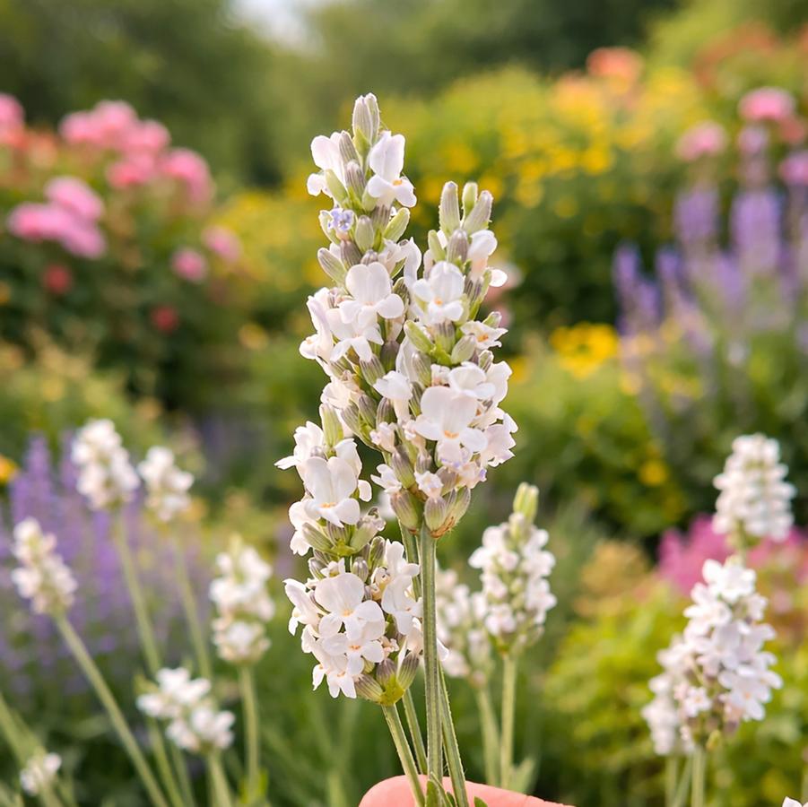 Lavandula x intermedia Inspirational!&trade;