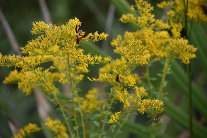 Solidago odora 