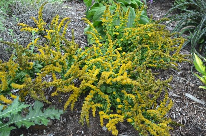 Solidago sphacelata Golden Fleece
