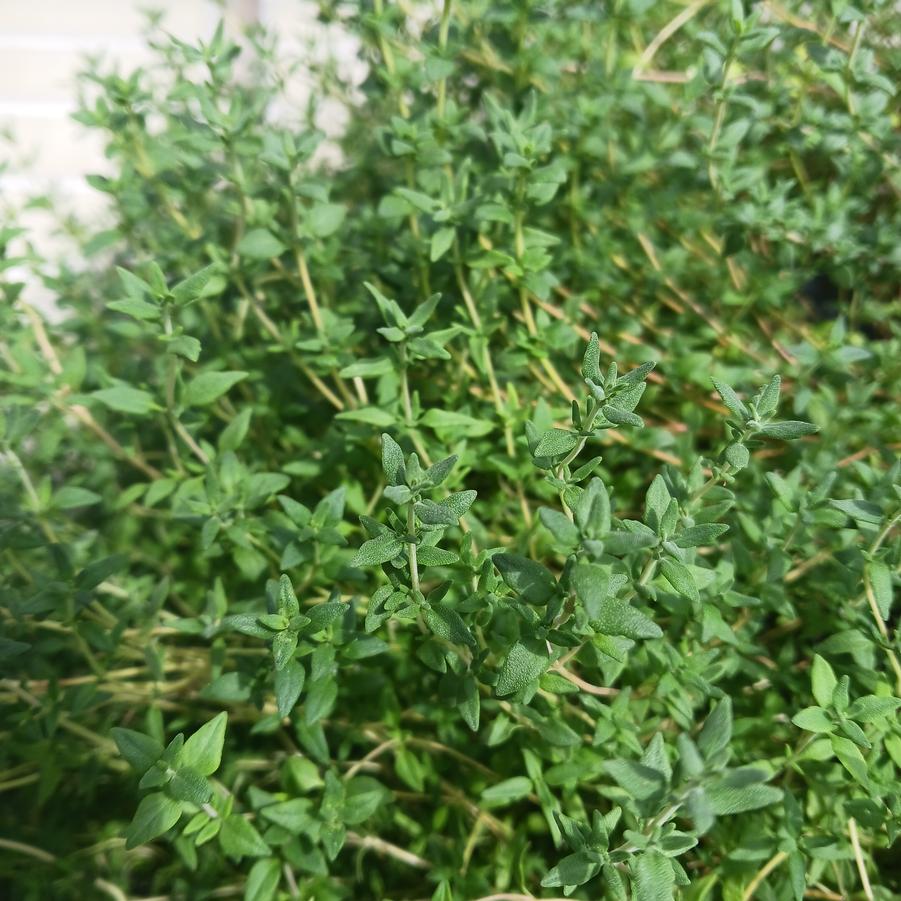 Thymus vulgaris French