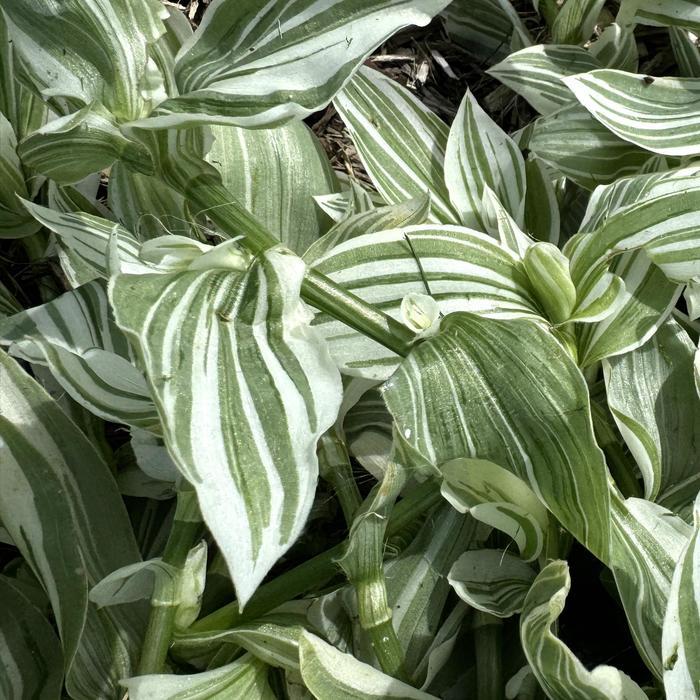 Tradescantia Pistachio White