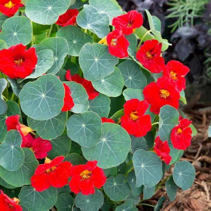 Tropaeolum minus Baby Red