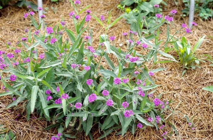 Verbena rigida Santos