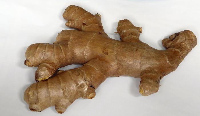 Zingiber officinale 