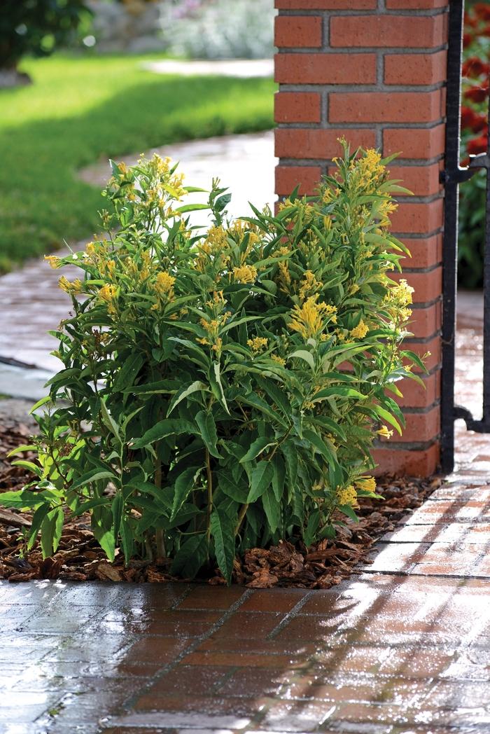 Cestrum nocturnum 