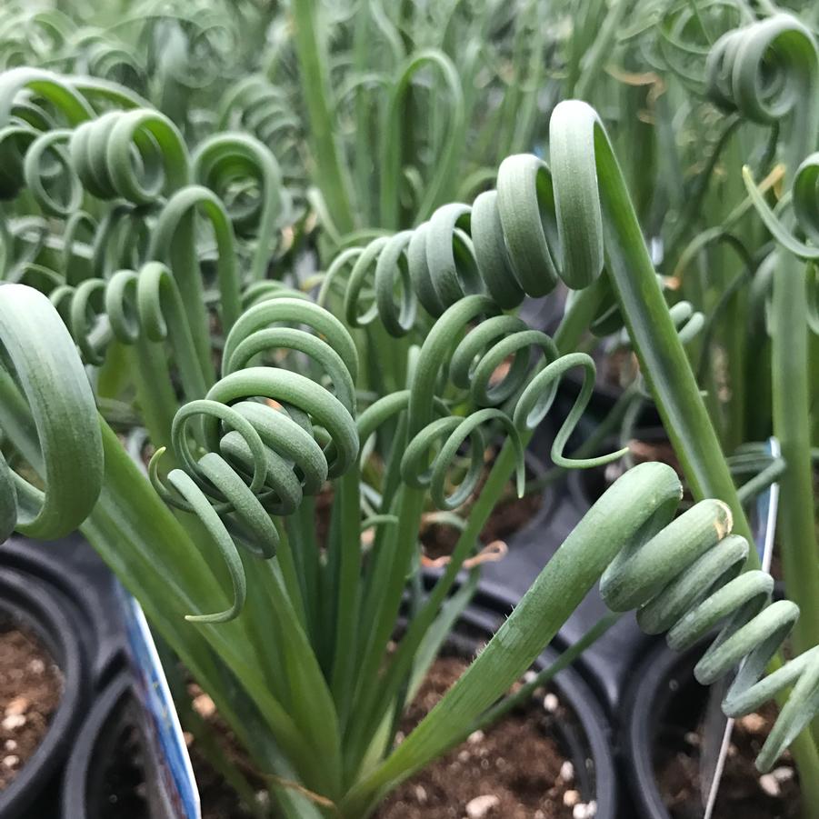 Albuca spiralis Frizzle Sizzle