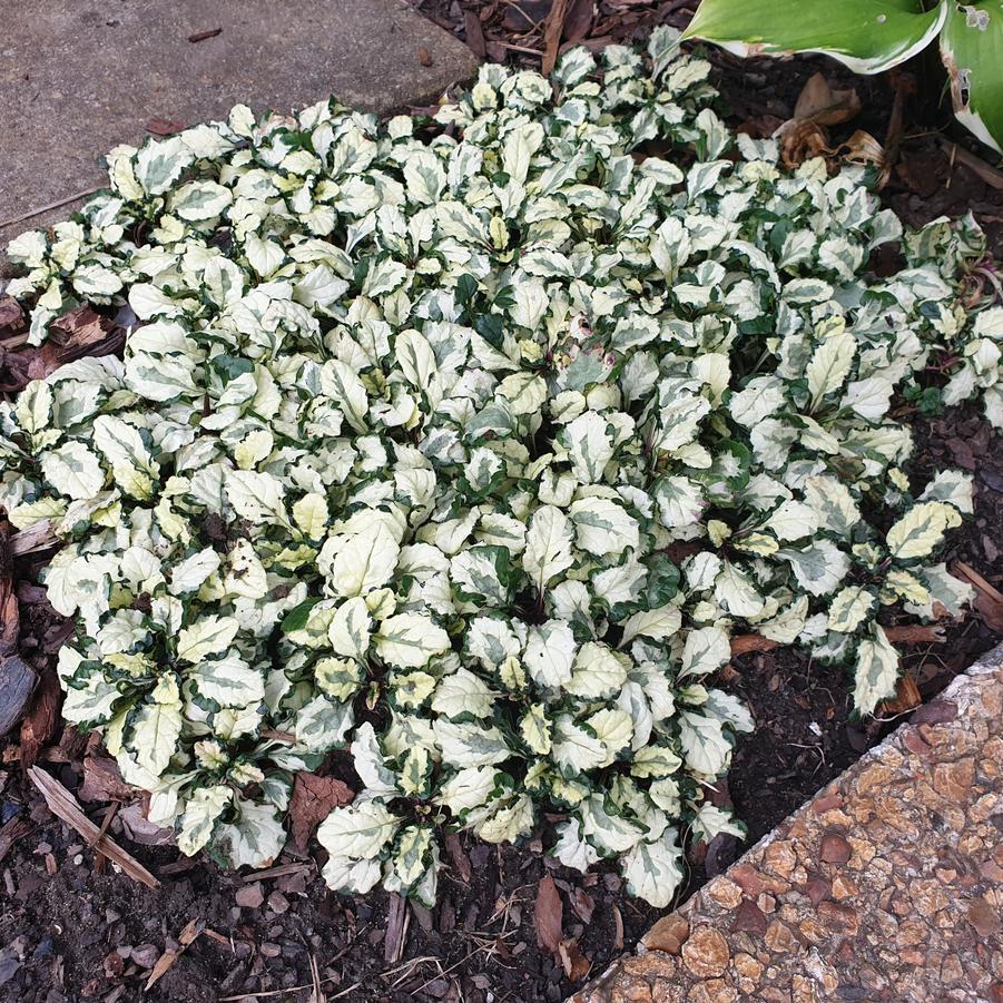 Ajuga reptans Princess Leia