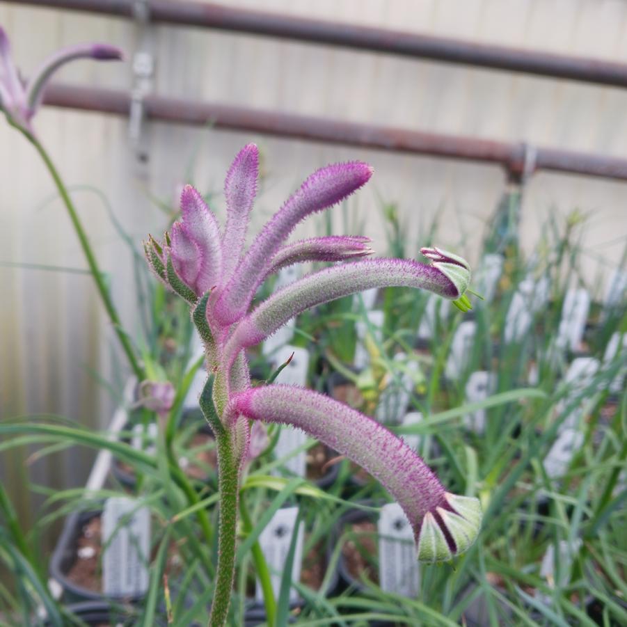 Anigozanthos Celebrations™ Carnival