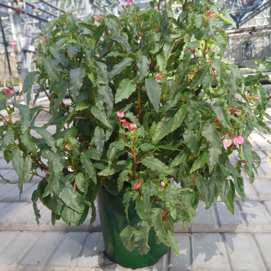 Begonia cubensis 