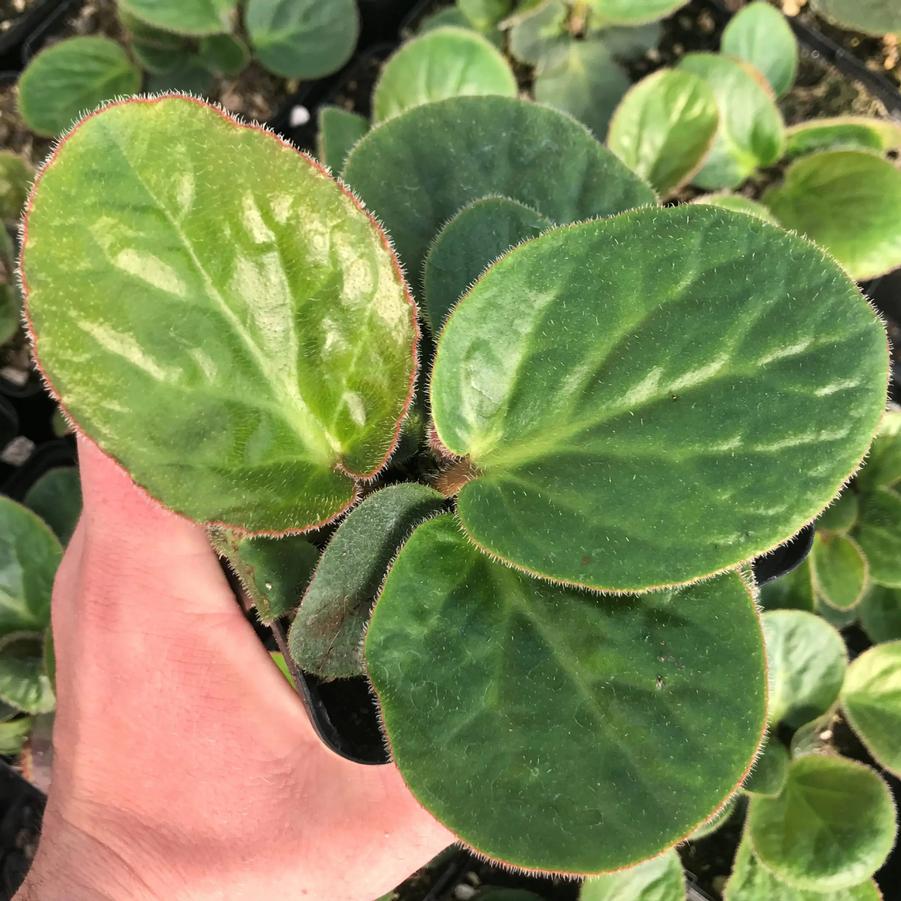 Bergenia ciliata ciliata Dumbo