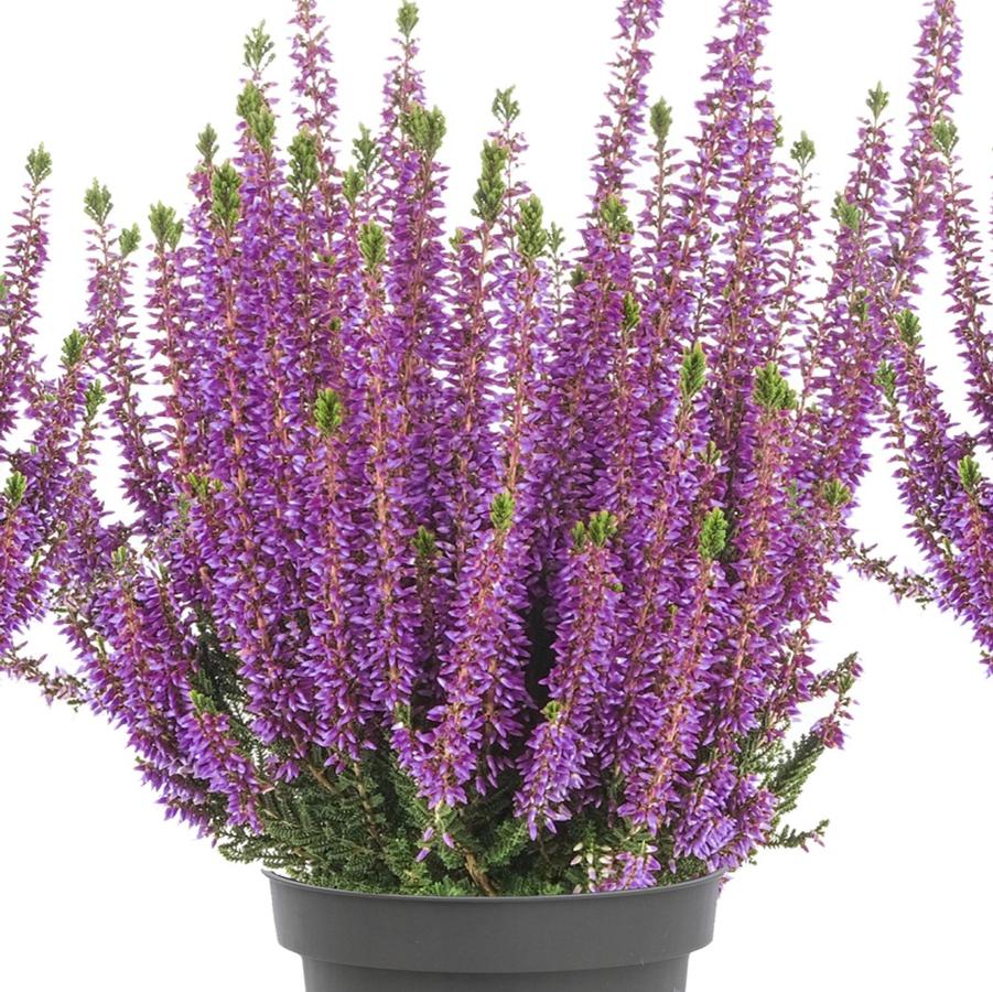 Calluna vulgaris Beauty Ladies® Purple