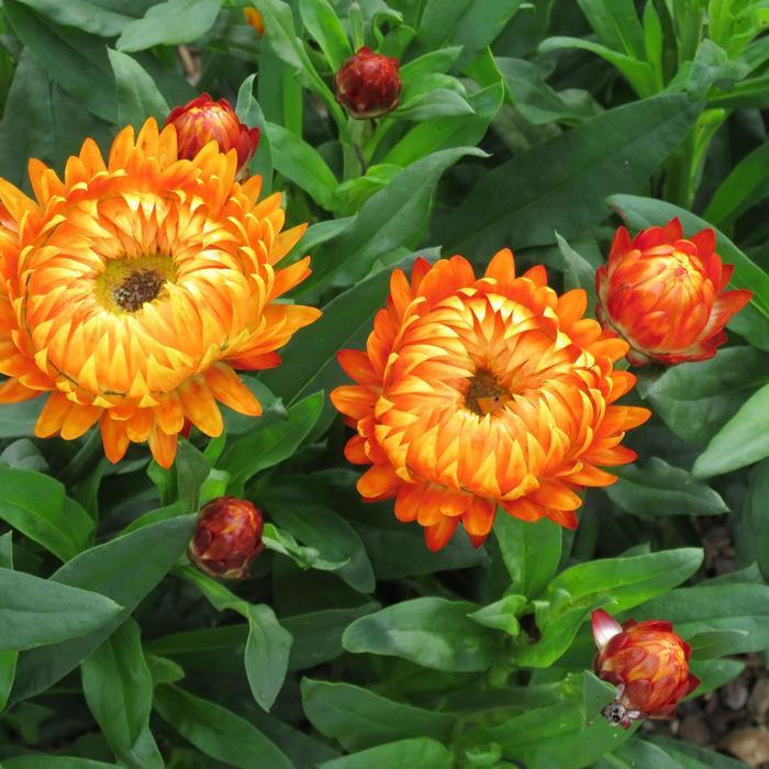Bracteantha bracteata Granvia Harvest Orange