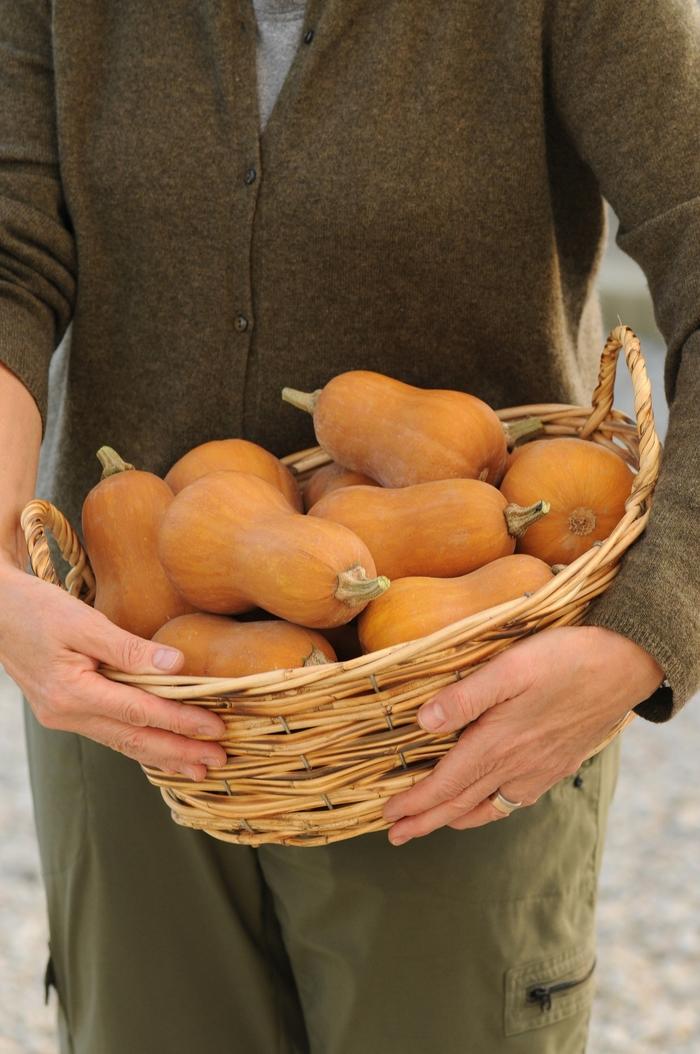 Cucurbita moschata Honeynut