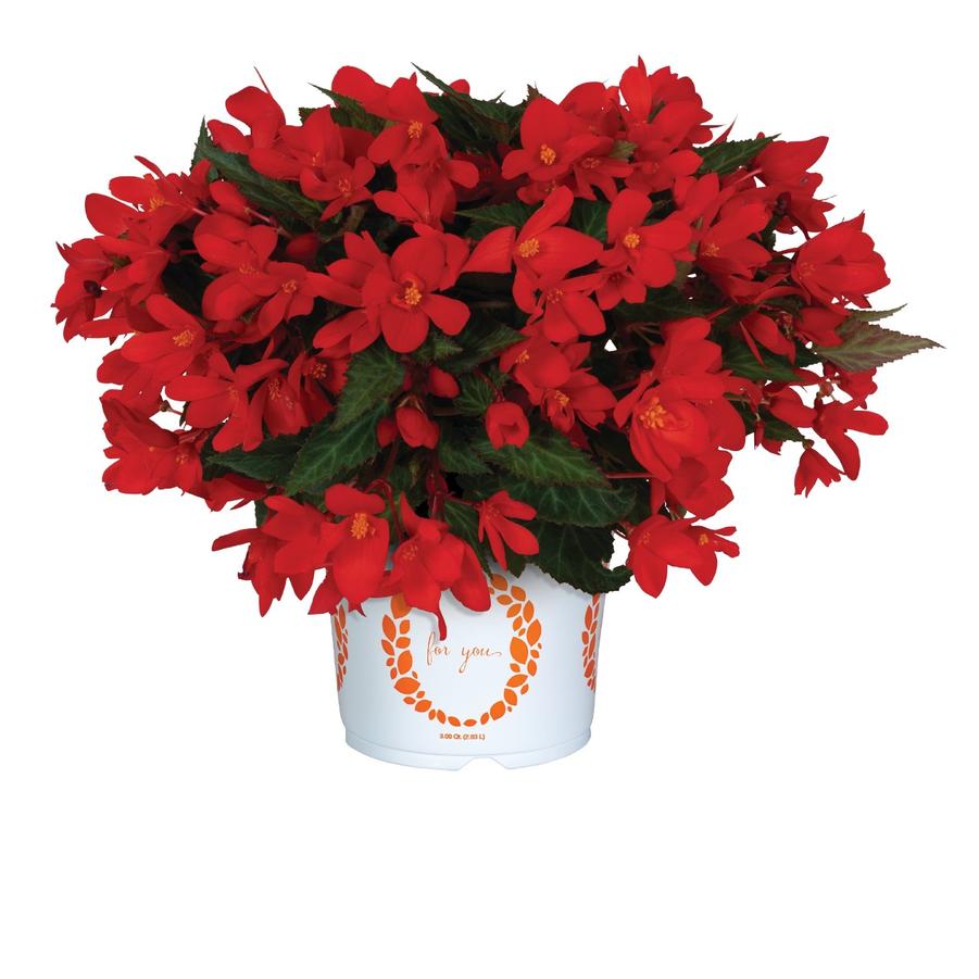 Begonia hybrida I'Conia Bachelorette Red