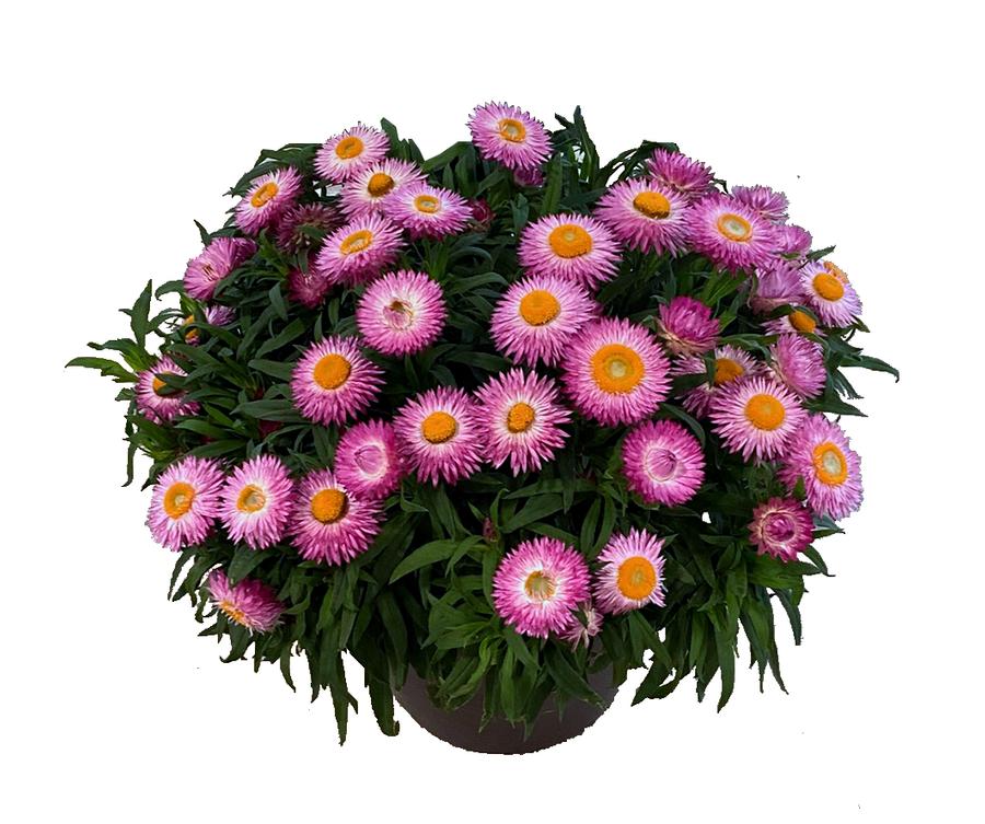 Bracteantha bracteata Sunbrero Pink