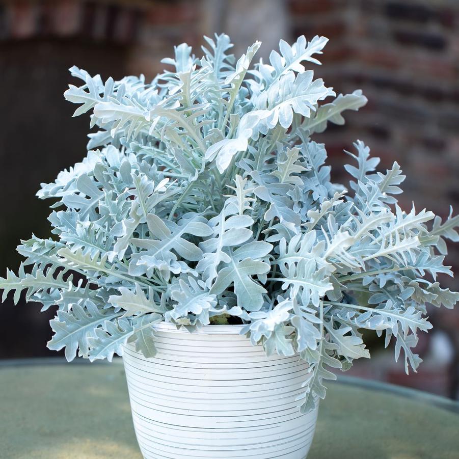 Centaurea cyanus Chrome Fountain