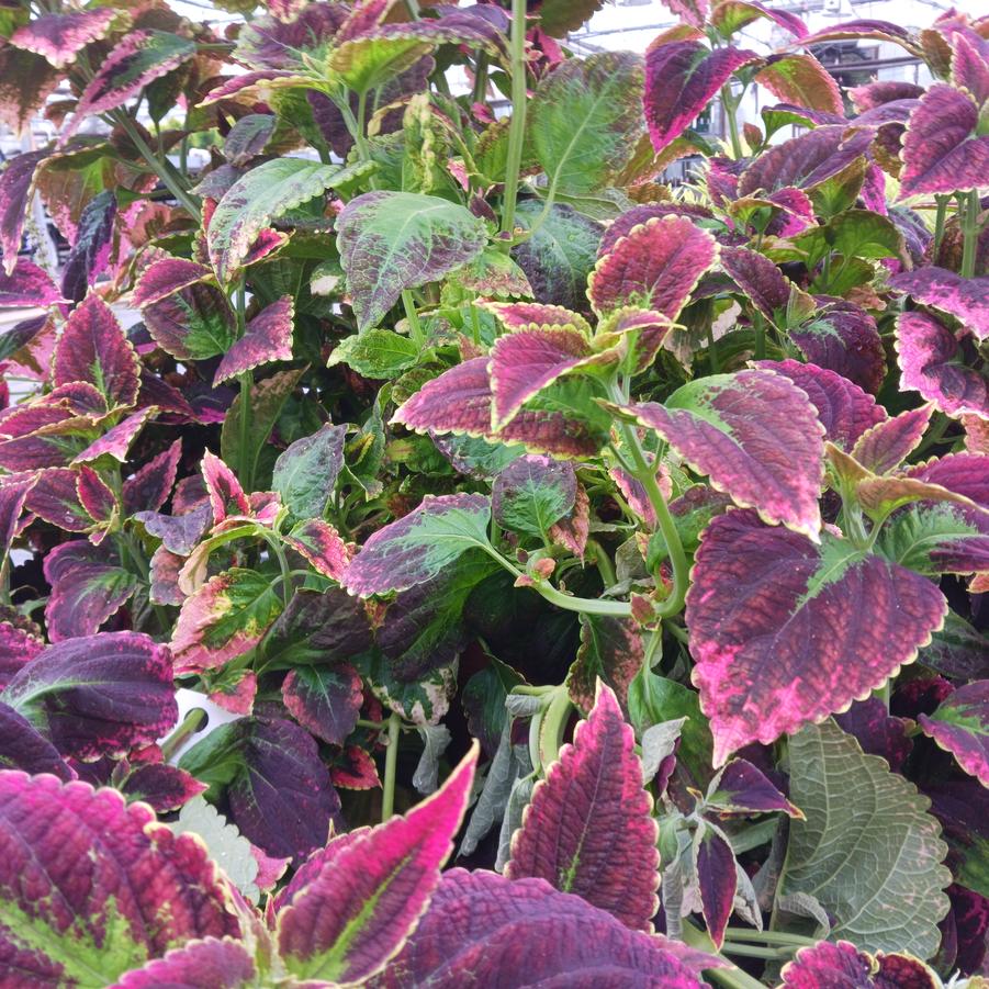 Coleus scutellarioides Japanese Giant