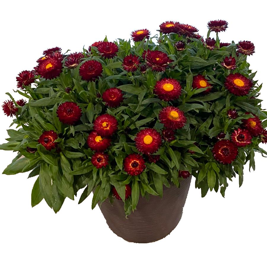 Bracteantha bracteata Sunbrero Red
