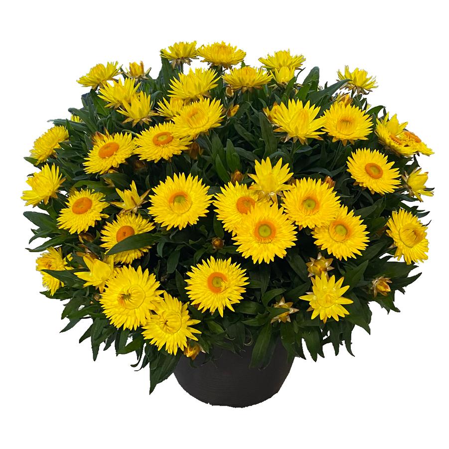Bracteantha bracteata Sunbrero Yellow
