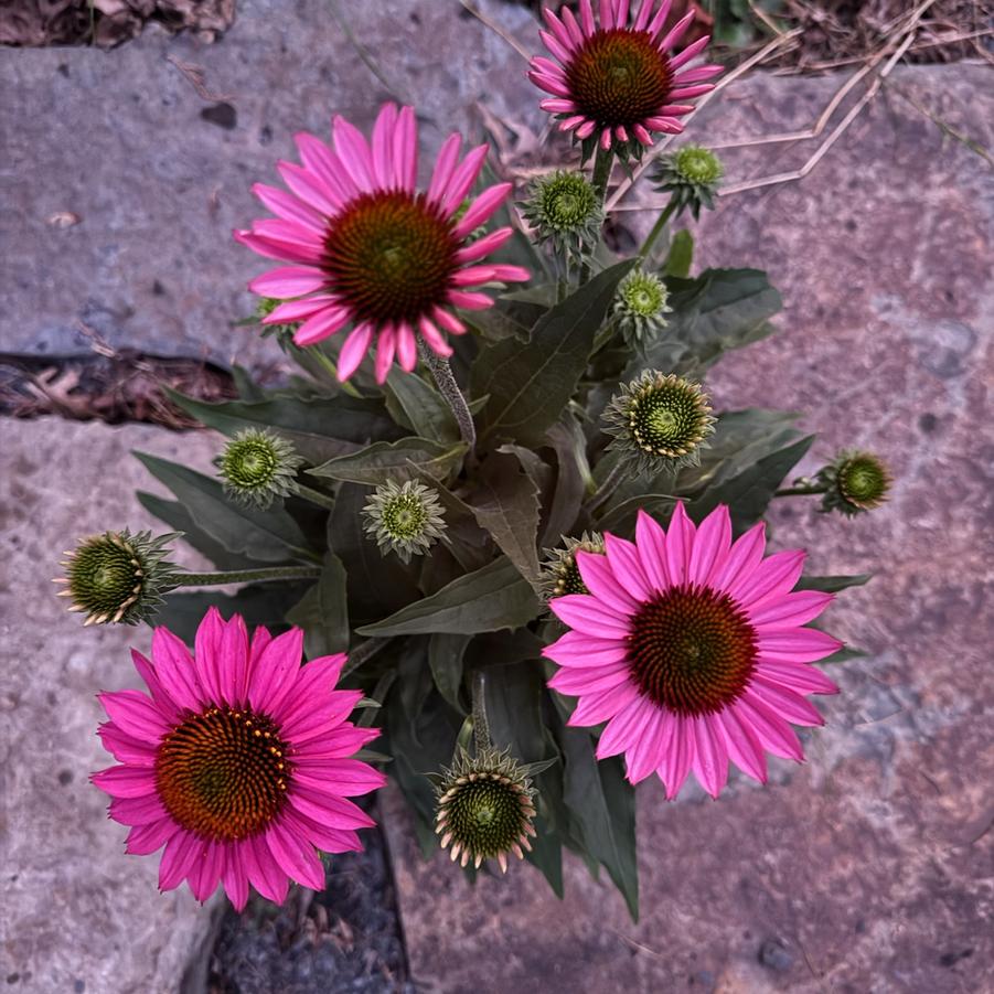 Echinacea PowWow Mix