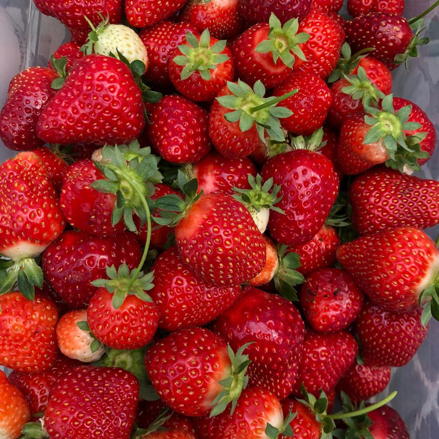 Fragaria × ananassa Berries Galore White