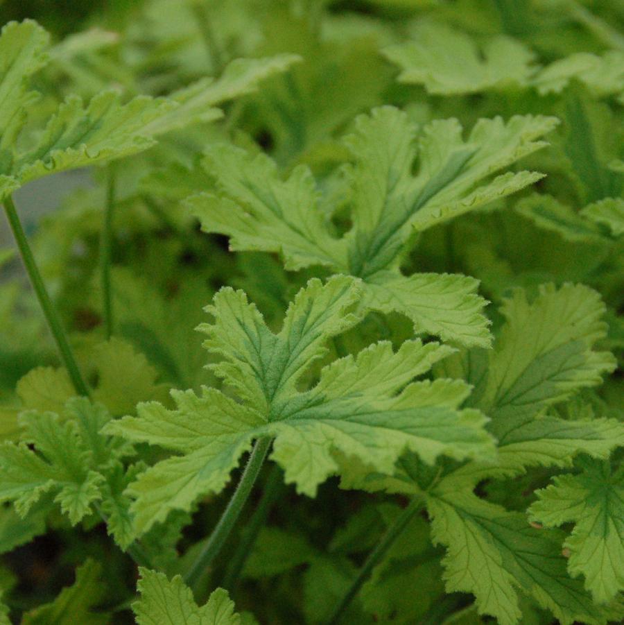 Pelargonium Charity (Scented)