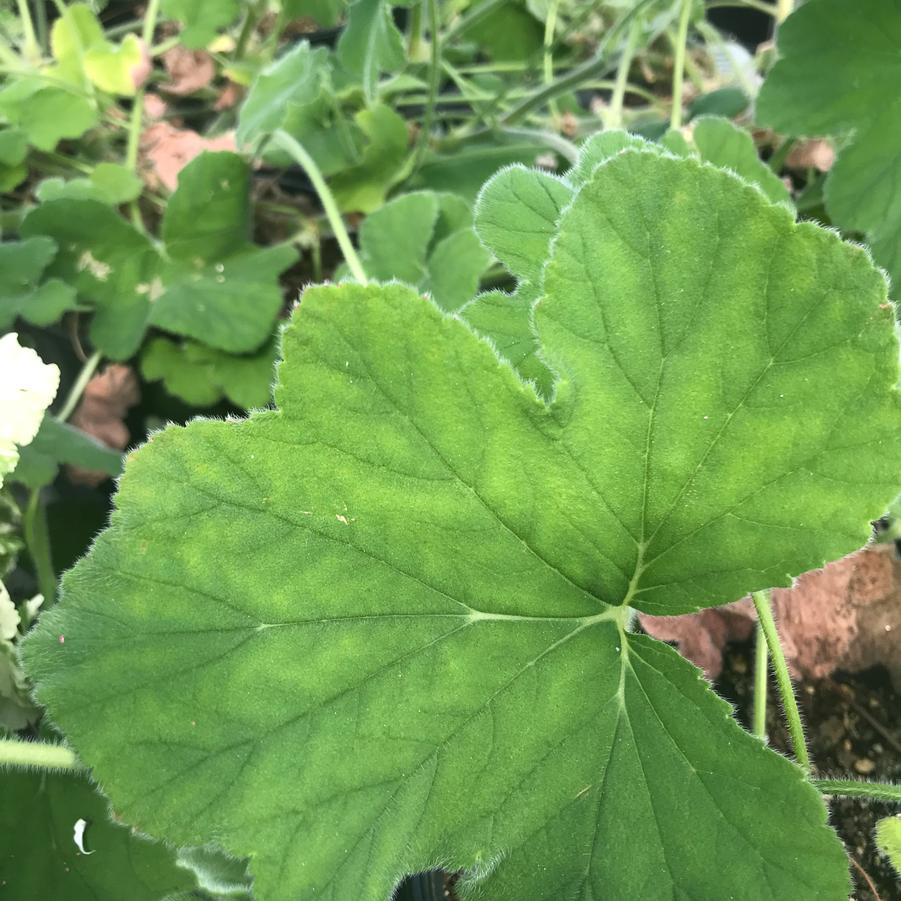 Pelargonium tomentosum Peppermint