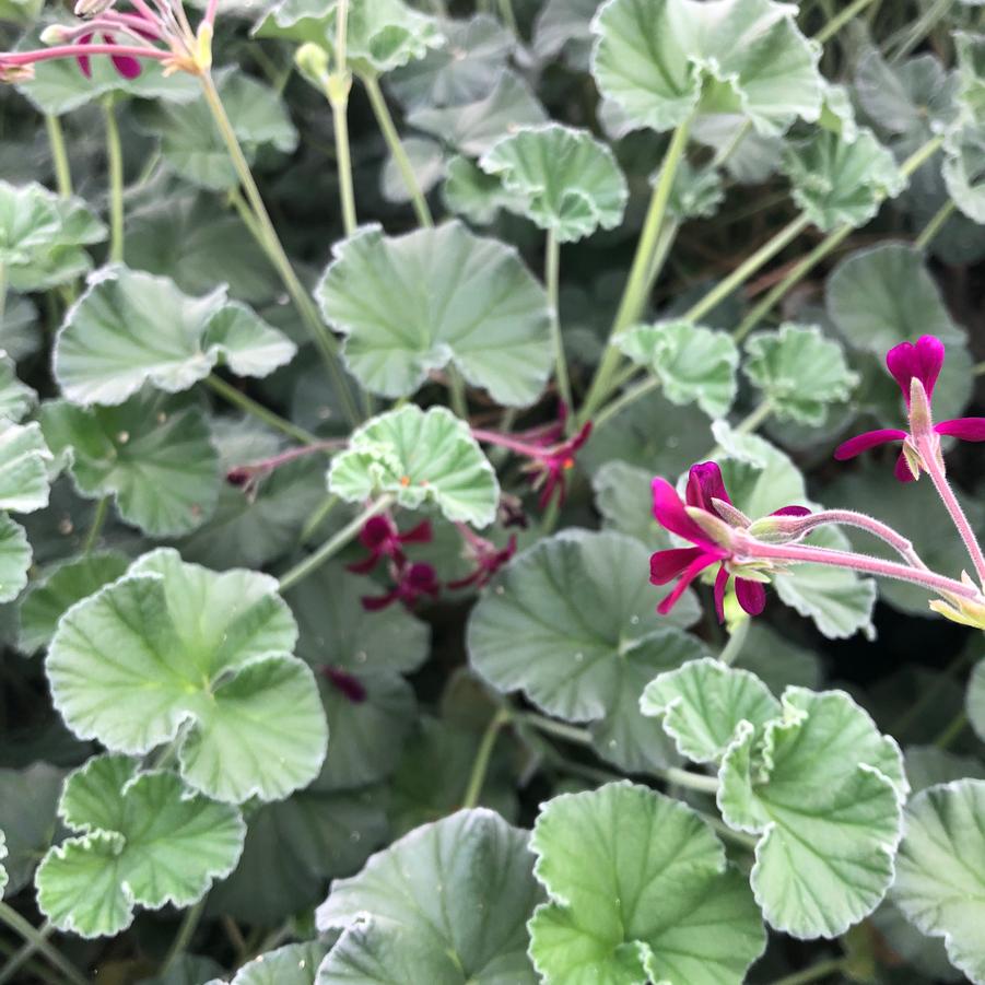 Pelargonium sidoides 
