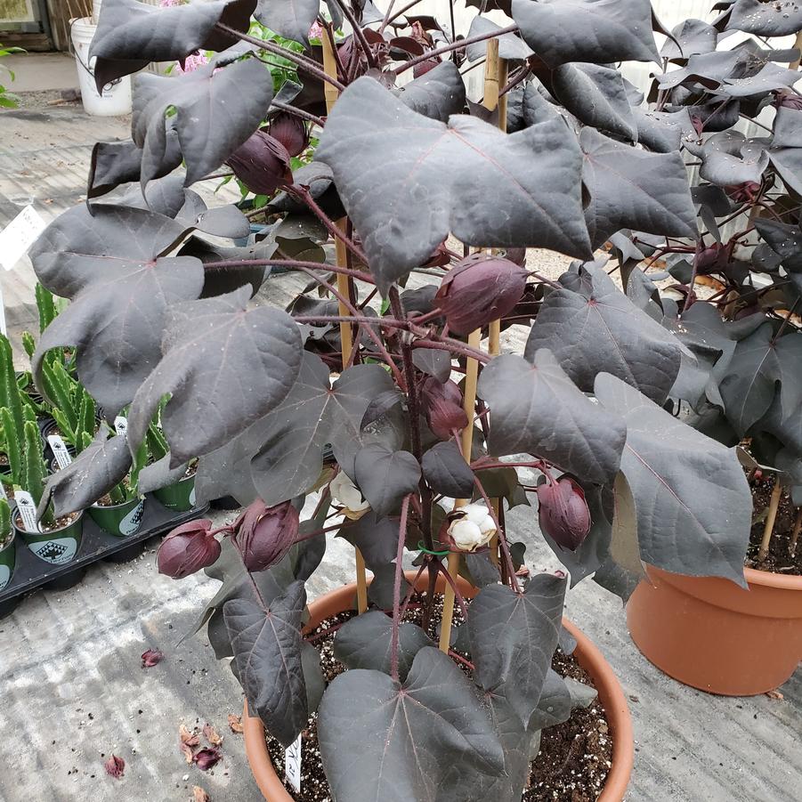 Gossypium herbaceum Nigra