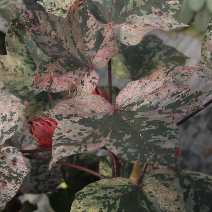 Gossypium hirsutum Pink Variegated