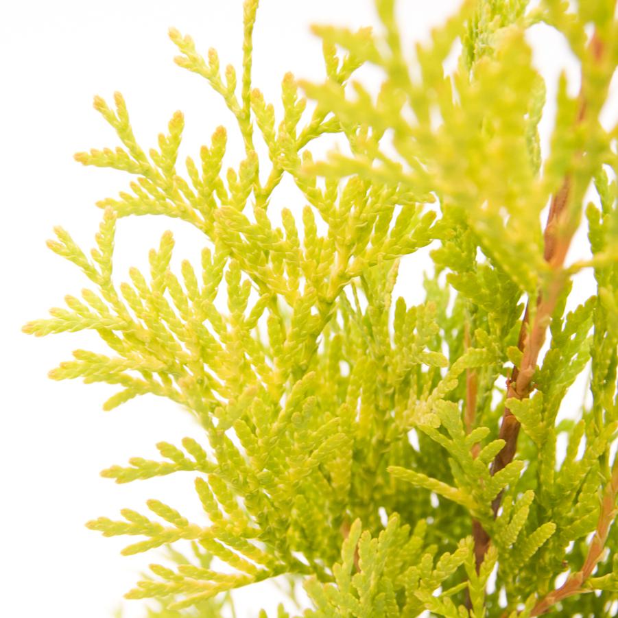 Thuja occidentalis Jantar