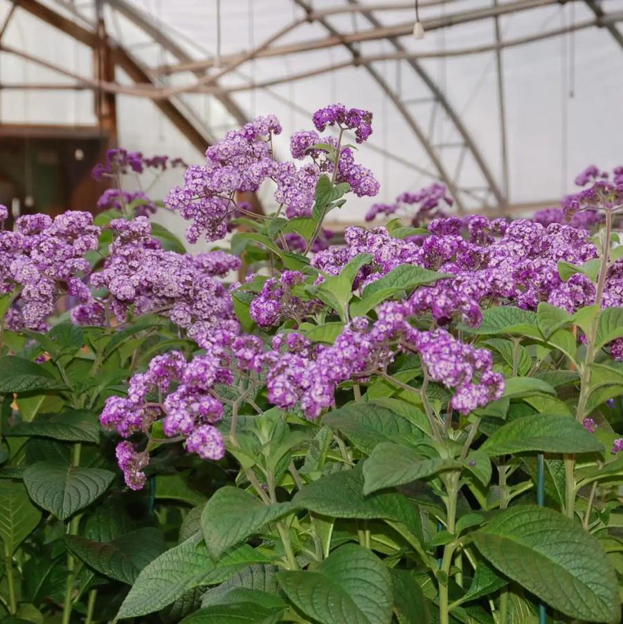 Heliotrope arborescens Fragrant Delight