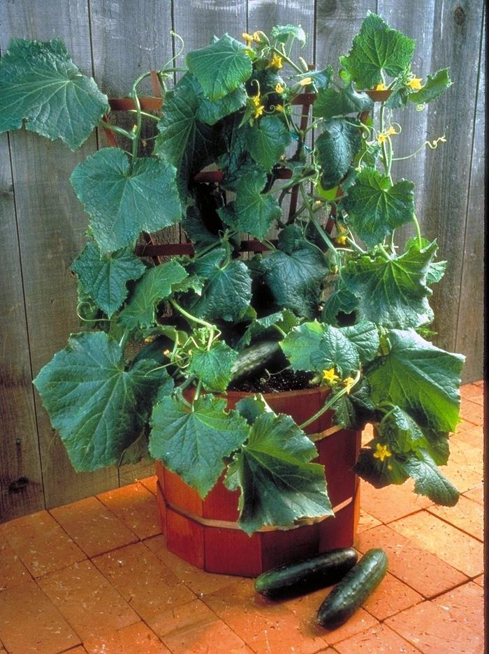 Cucumis sativus Salad Bush