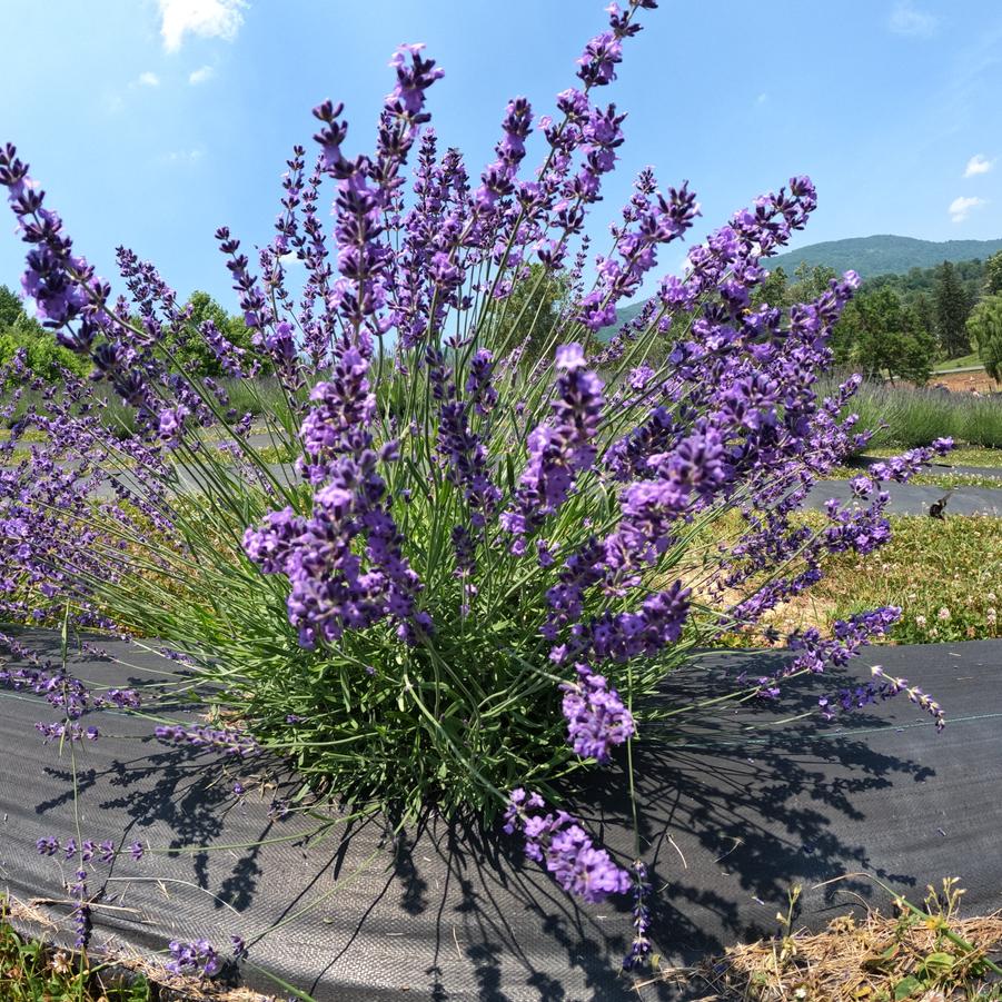 Lavandula angustifolia Royal Velvet
