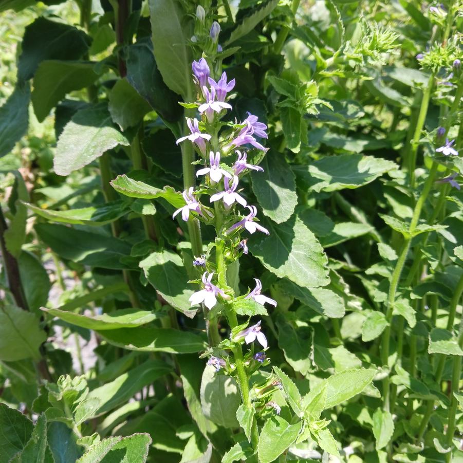 Lobelia puberula 