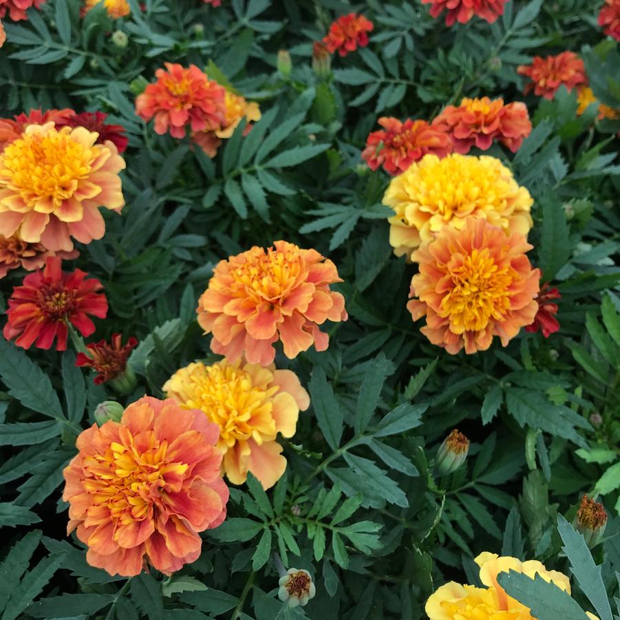 Tagetes patula 