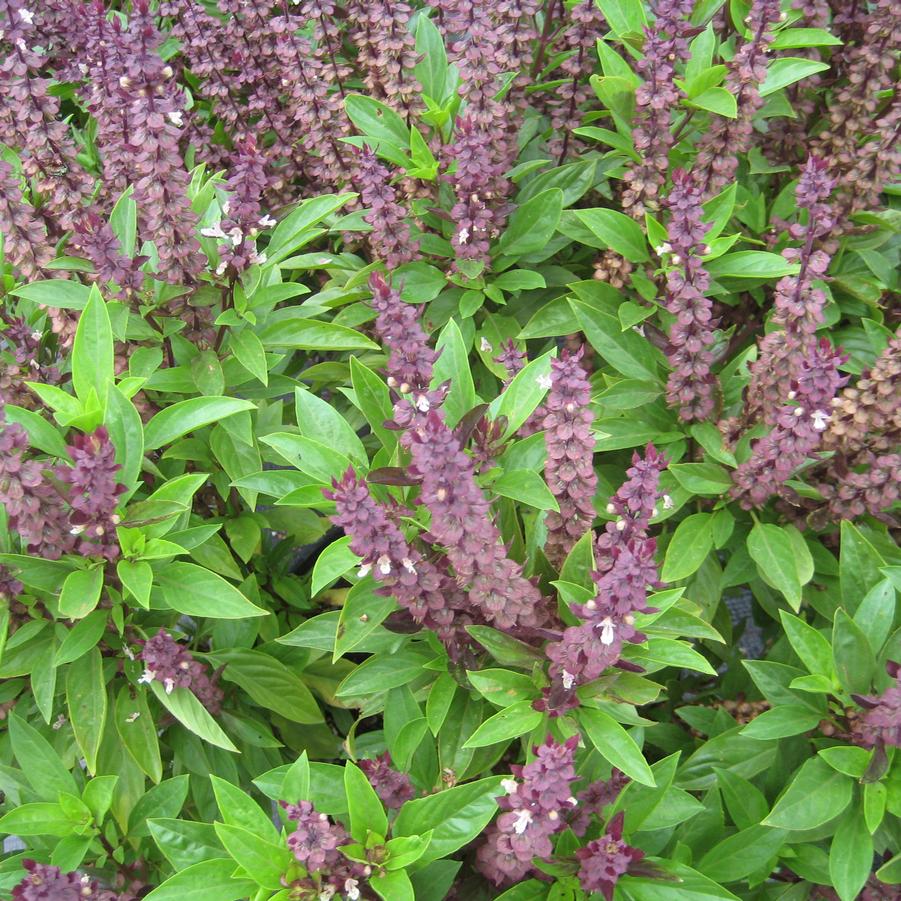 Ocimum basilicum Thai