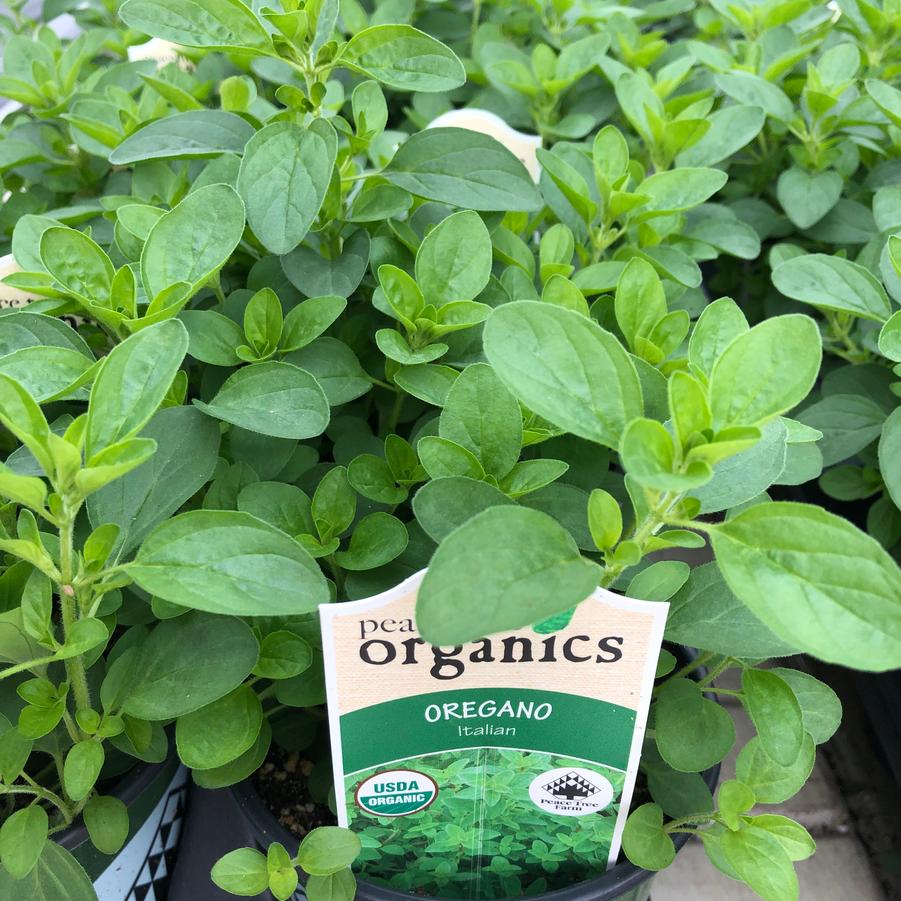 Origanum vulgare Italian