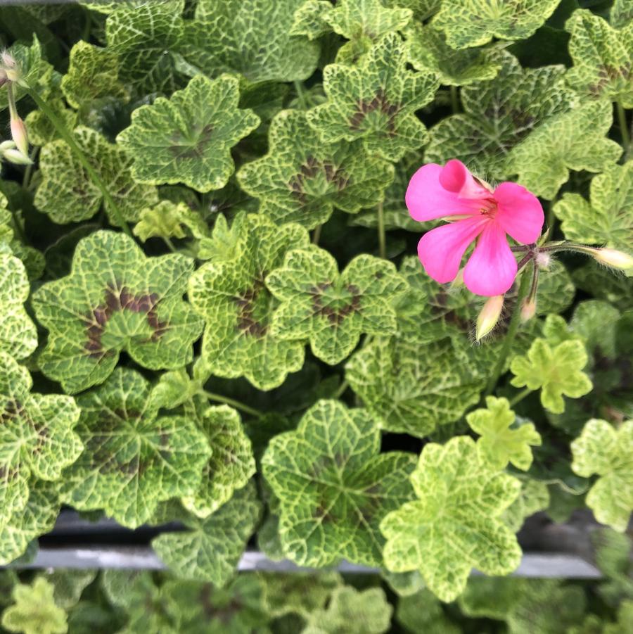 Pelargonium peltatum Crocodile