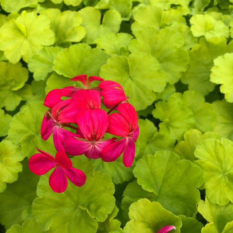 Pelargonium × hortorum Persian Queen